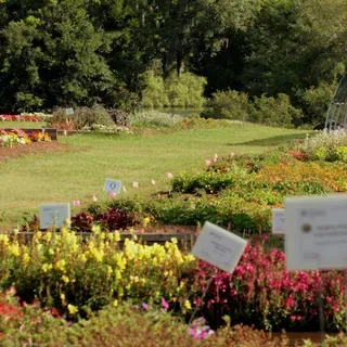 thumbnail for publication: Bedding Plants